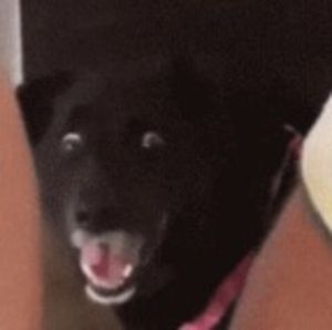 Meet your Posher, Diana